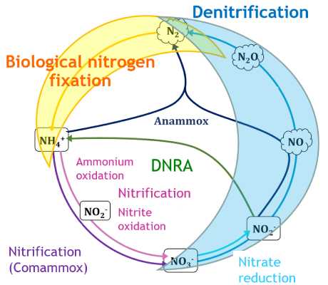 Ciclo del nitrógeno