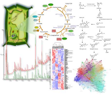 Integración metabolismo vegetal